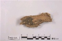 藏品(地衣)的圖片